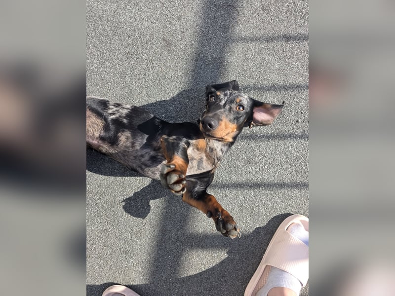 Zwei wunderschöne Harlekin-Dackelrüden abzugeben – aufgrund veränderter Lebensumstände