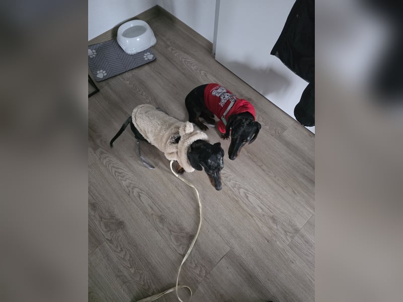 Zwei wunderschöne Harlekin-Dackelrüden abzugeben – aufgrund veränderter Lebensumstände