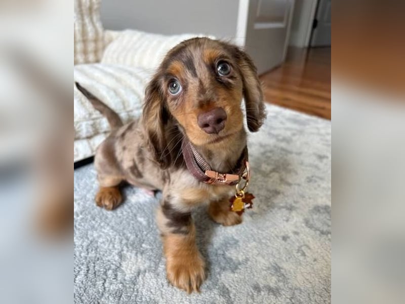 Dackel Hündin – geimpft, entwurmt, gechipt, mit EU-Heimtierausweis