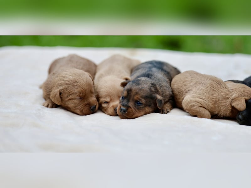 Doxiepoo Welpen aus liebevoller Hofaufzucht suchen ein neues Zuhause