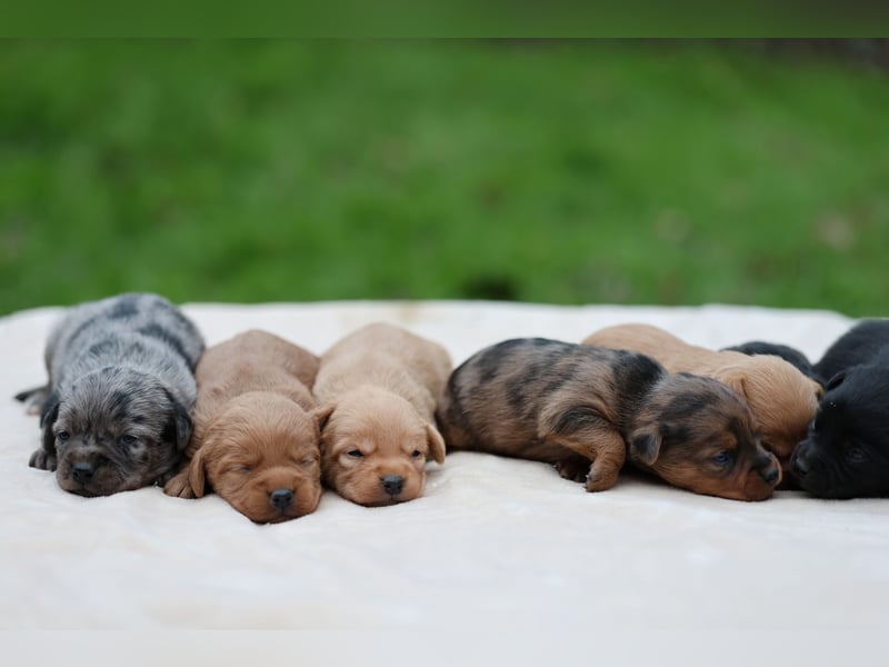 Doxiepoo Welpen aus liebevoller Hofaufzucht suchen ein neues Zuhause