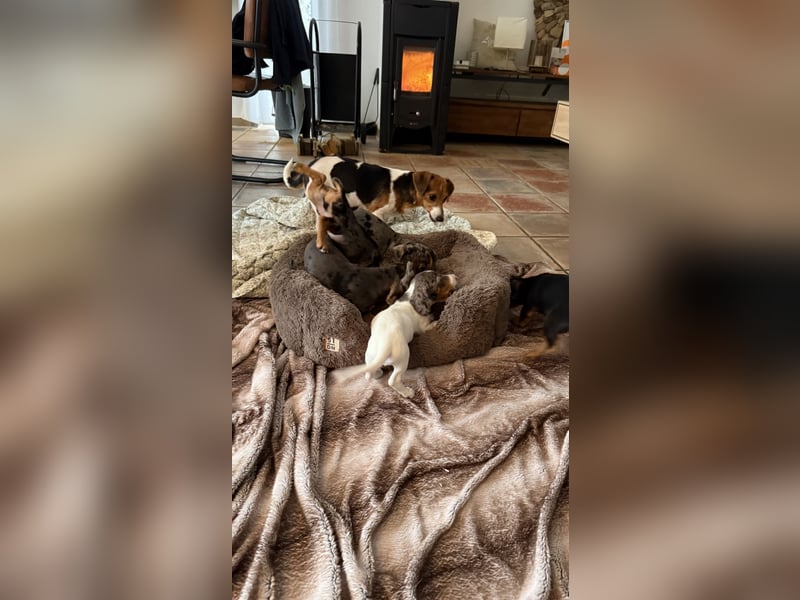 Tiger Dackel x Jack Russel 