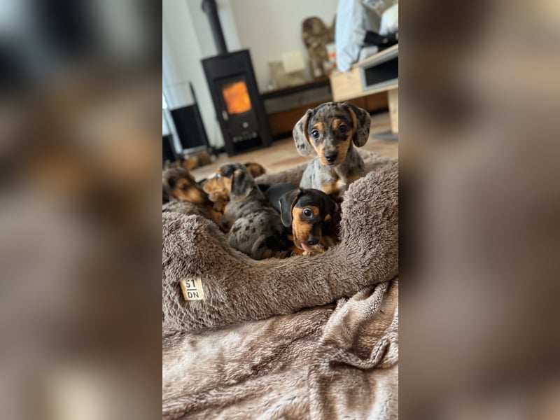 Tiger Dackel x Jack Russel 