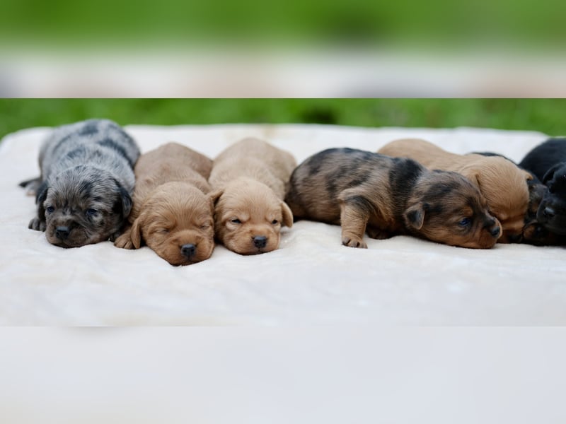 Doxiepoo Welpen aus liebevoller Hofaufzucht suchen ein neues Zuhause