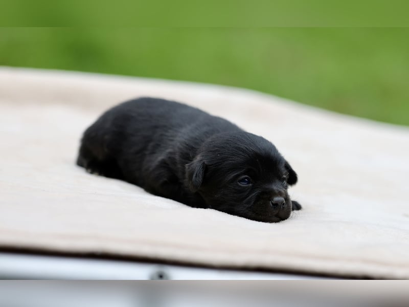 Doxiepoo Welpen aus liebevoller Hofaufzucht suchen ein neues Zuhause