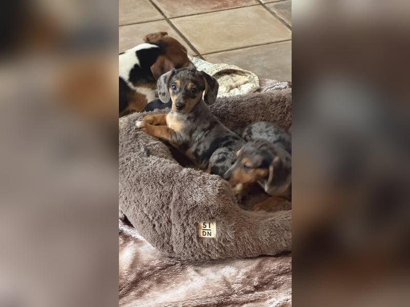 Tiger Dackel x Jack Russel 