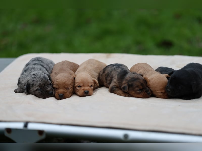 Doxiepoo Welpen aus liebevoller Hofaufzucht suchen ein neues Zuhause