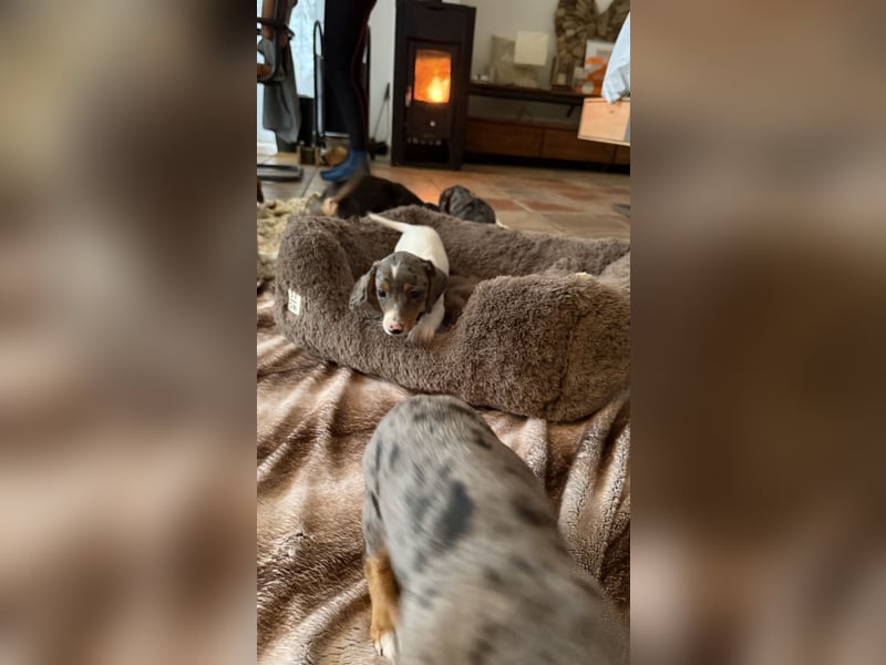 Tiger Dackel x Jack Russel 