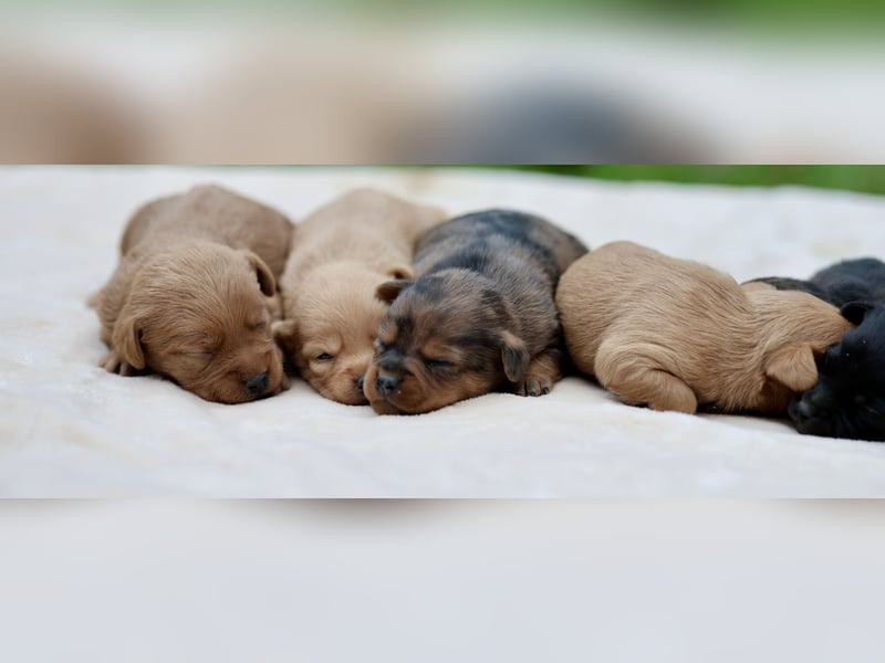 Doxiepoo Welpen aus liebevoller Hofaufzucht suchen ein neues Zuhause