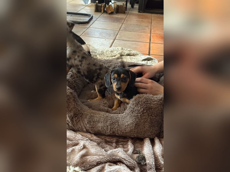 Tiger Dackel x Jack Russel 