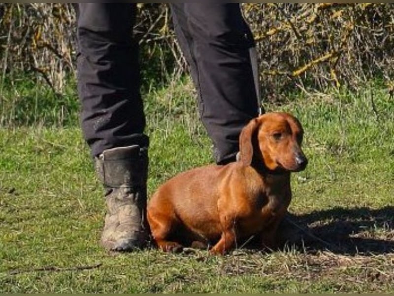 Damien, Dackel, geb. 2024, verträglich und freundlich