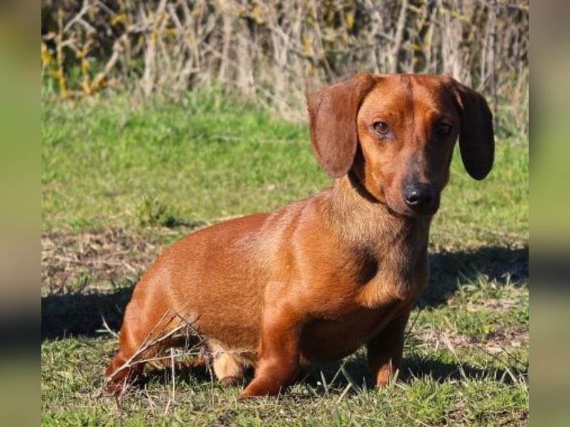 Damien, Dackel, geb. 2024, verträglich und freundlich