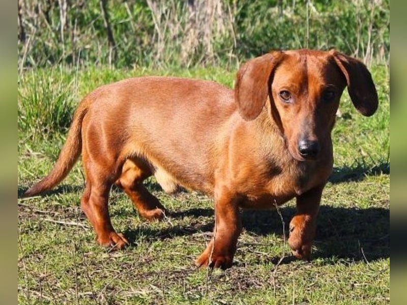 Damien, Dackel, geb. 2024, verträglich und freundlich