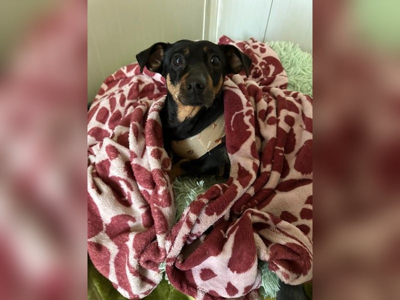 Babsi, Dackel, geb. 2015, sucht verständnisvolle Menschen