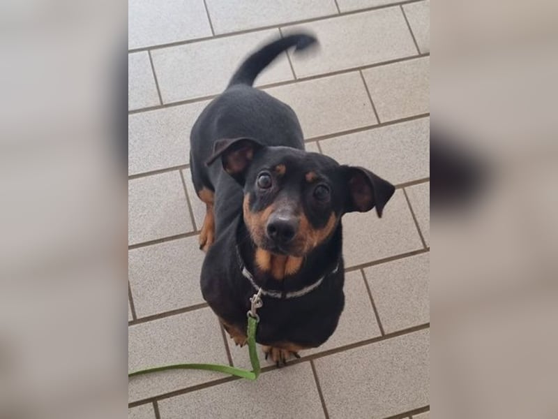 Babsi, Dackel, geb. 2015, sucht verständnisvolle Menschen