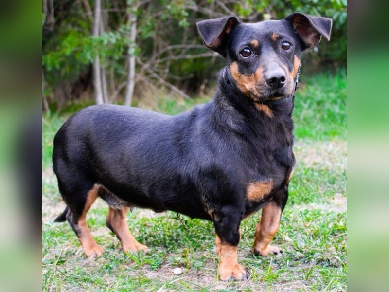 Babsi, Dackel, geb. 2015, sucht verständnisvolle Menschen