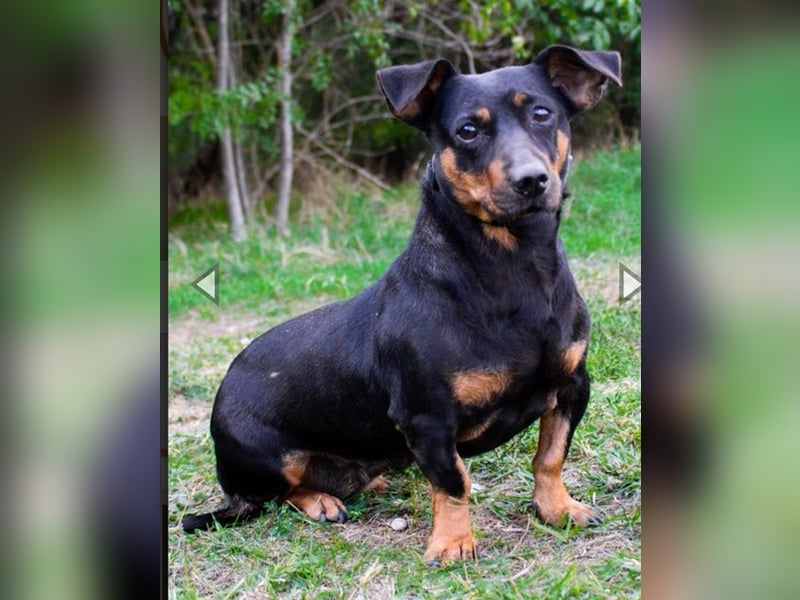 Babsi, Dackel, geb. 2015, sucht verständnisvolle Menschen