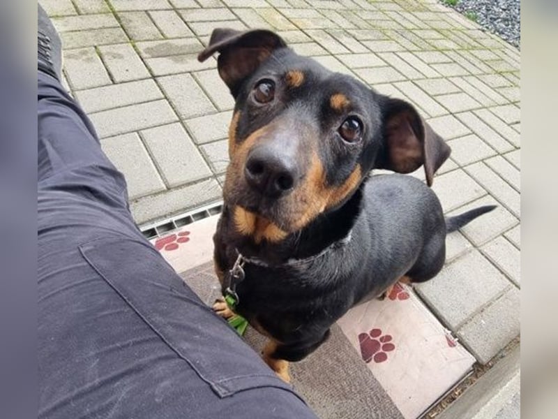 Babsi, Dackel, geb. 2015, sucht verständnisvolle Menschen