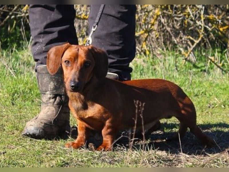 Damien, Dackel, geb. 2024, verträglich und freundlich