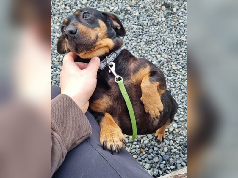 Babsi, Dackel, geb. 2015, sucht verständnisvolle Menschen