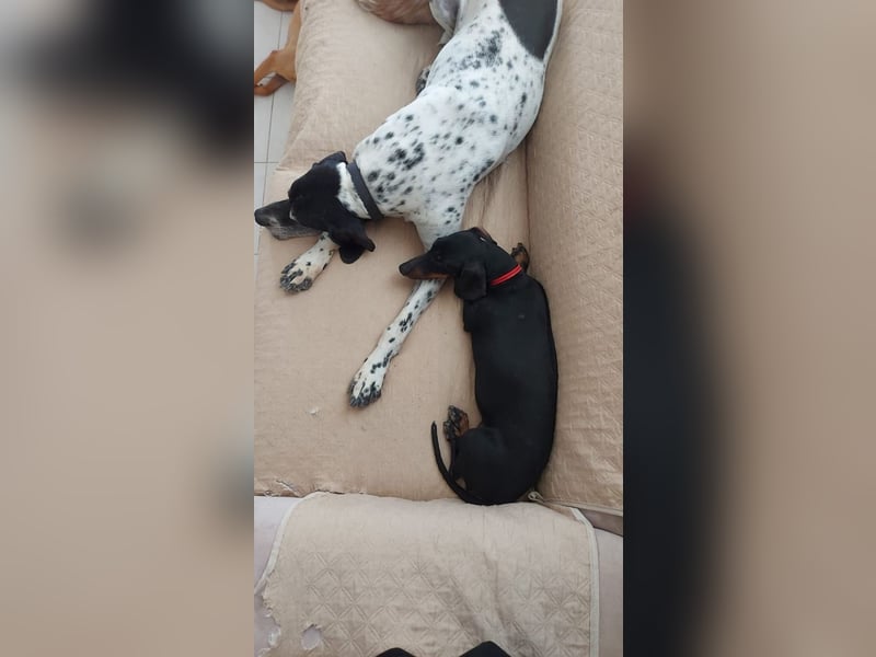 Bibi - kleine Hundedame sucht das große Glück