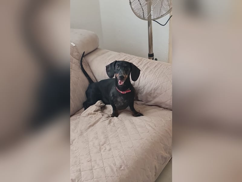 Bibi - kleine Hundedame sucht das große Glück