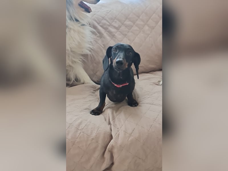 Bibi - kleine Hundedame sucht das große Glück