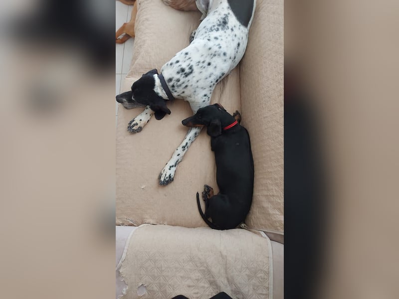 Bibi - kleine Hundedame sucht das große Glück