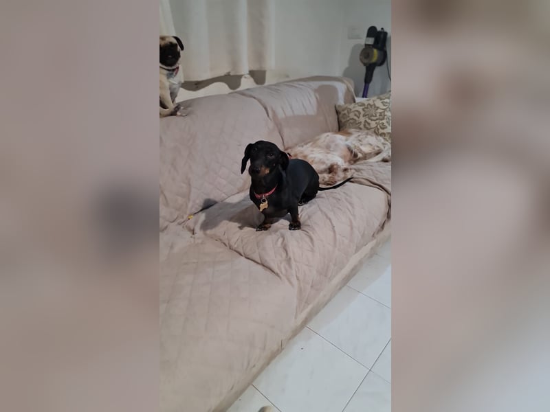 Bibi - kleine Hundedame sucht das große Glück