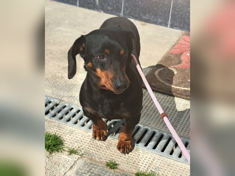 Dackel Mama und Tochter suchen gemeinsam ein Zuhause