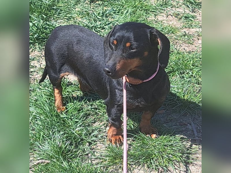 Dackel Mama und Tochter suchen gemeinsam ein Zuhause