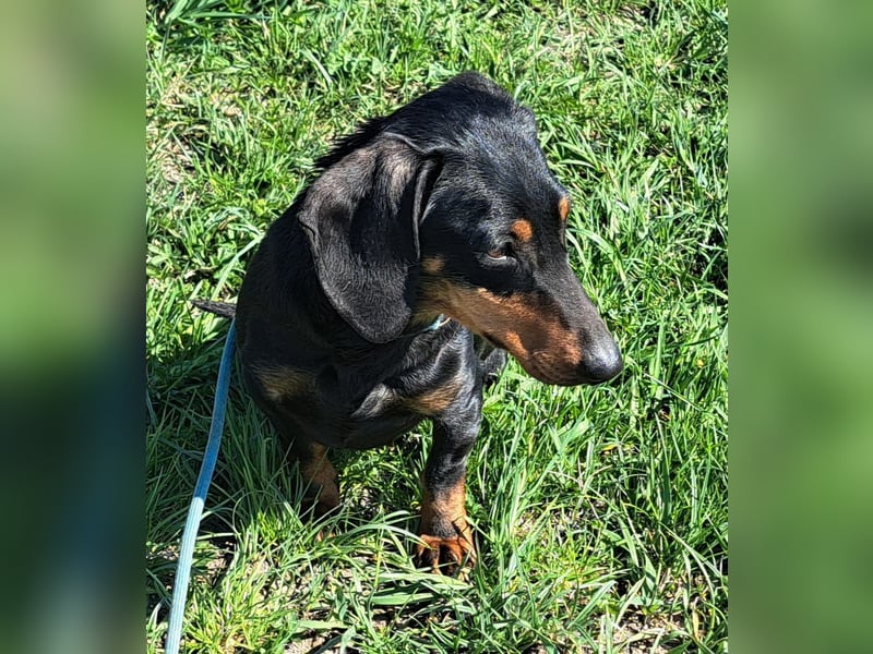 Dackel Mama und Tochter suchen gemeinsam ein Zuhause