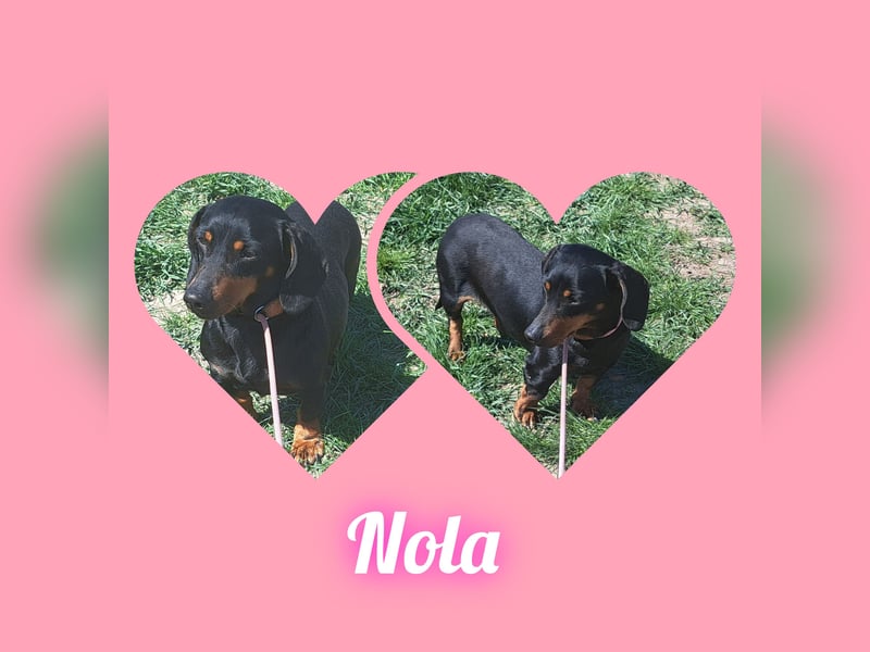 Dackel Mama und Tochter suchen gemeinsam ein Zuhause