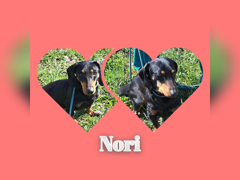 Dackel Mama und Tochter suchen gemeinsam ein Zuhause