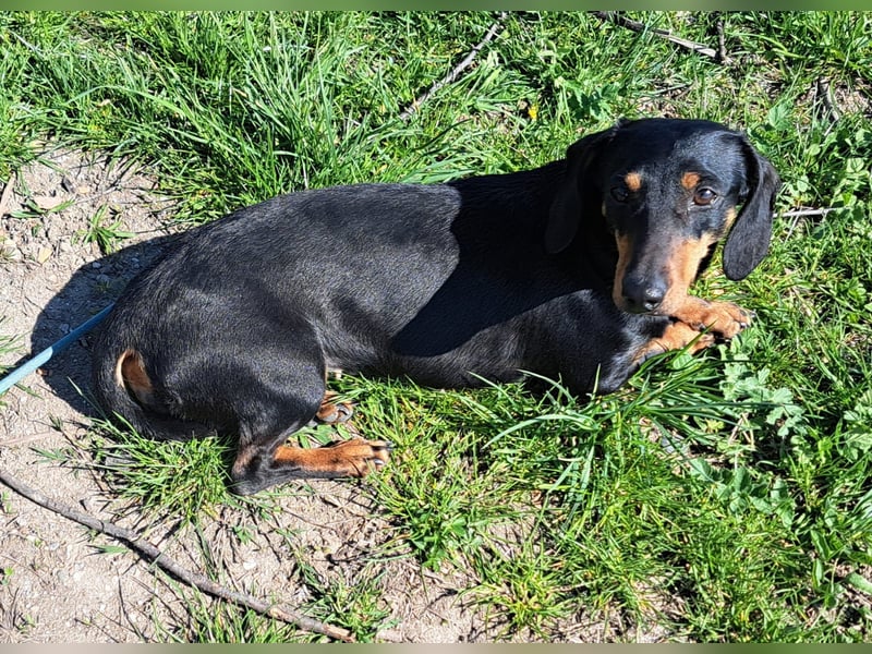 Dackelmädel Nori lebt in Rumänien und sucht ein eigenes Zuhause