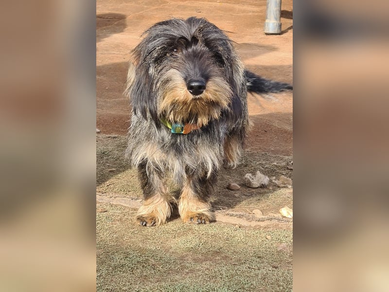 Tejón, ein süßer Dackelbub