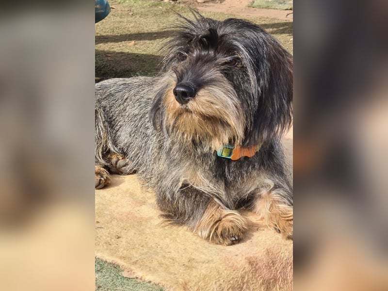 Tejón, ein süßer Dackelbub