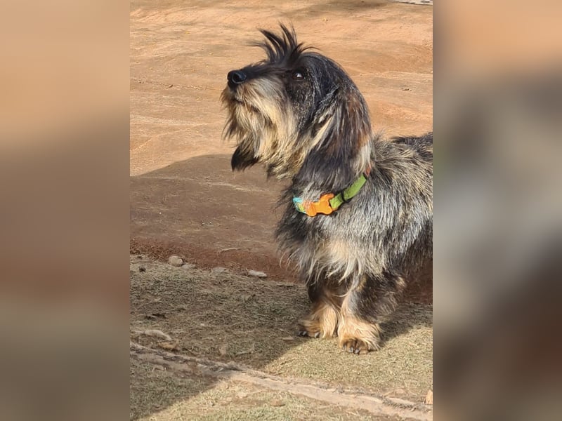 Tejón, ein süßer Dackelbub