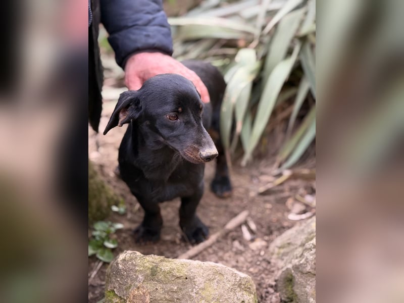 Ich heiße Cindy, Pflegestelle 63667 Nidda/Hessen