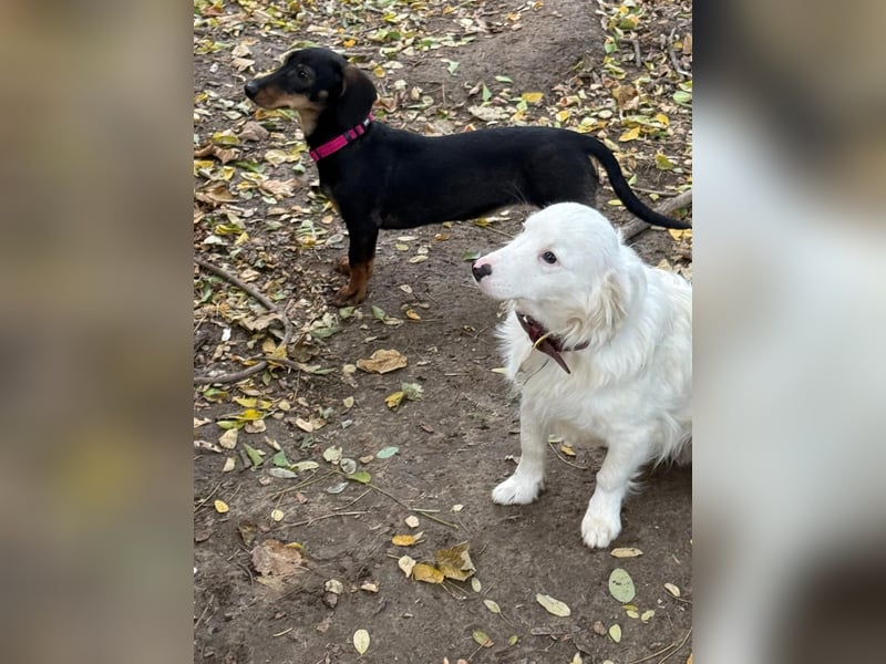 Jenny, Pflegestelle in 76646 Bruchsal