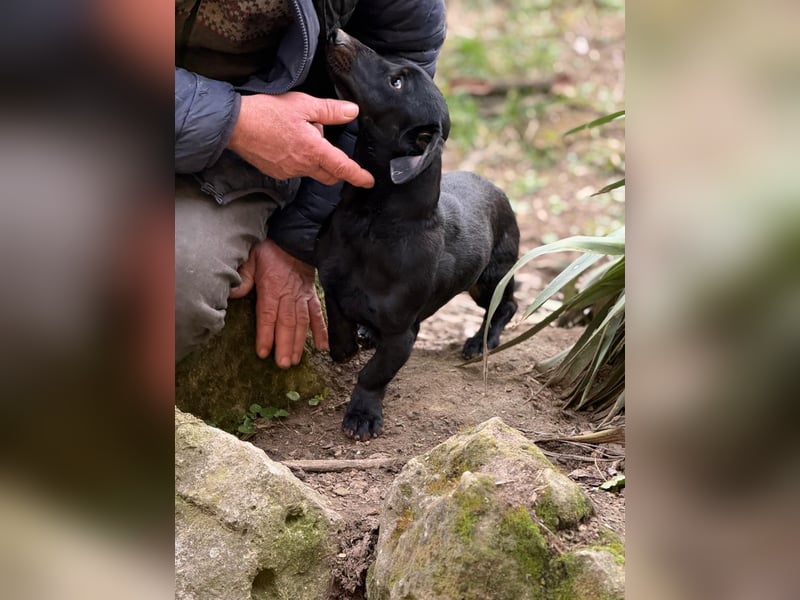 Ich heiße Cindy, Pflegestelle 63667 Nidda/Hessen