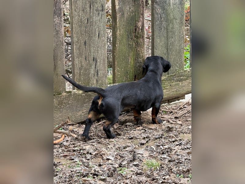 Ich heiße Cindy, Pflegestelle 63667 Nidda/Hessen