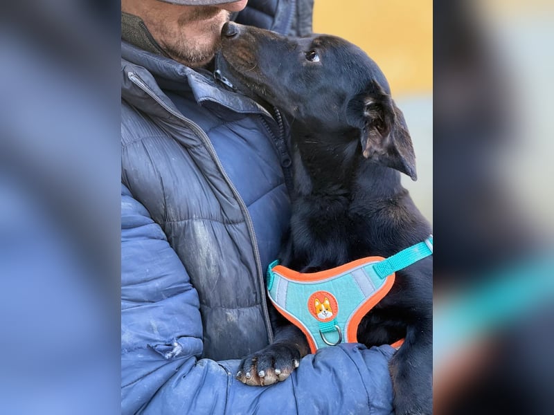 Ich heiße Cindy, Pflegestelle 63667 Nidda/Hessen