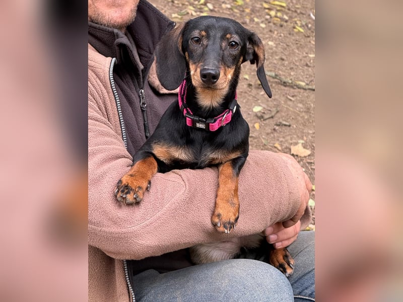 Jenny, Pflegestelle in 76646 Bruchsal