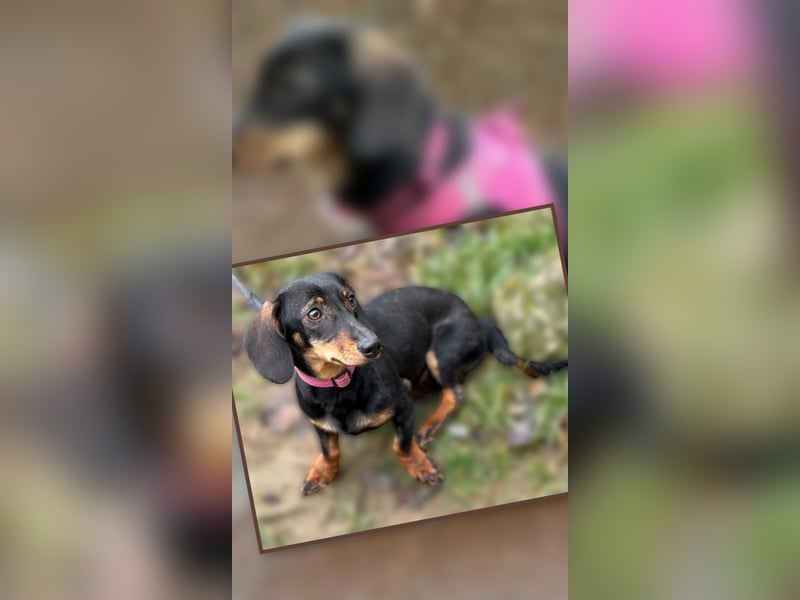 Jenny, Pflegestelle in 76646 Bruchsal