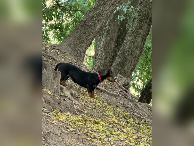 Jenny, Pflegestelle in 76646 Bruchsal