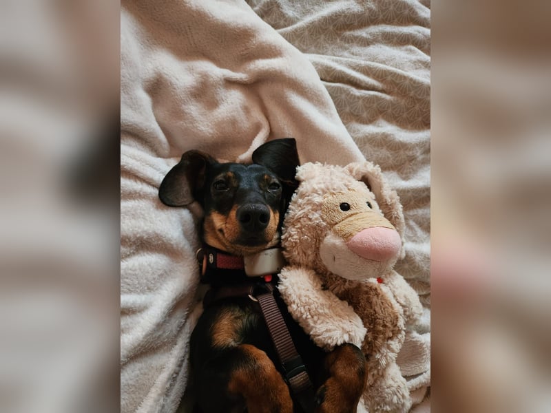 Jenny, Pflegestelle in 76646 Bruchsal