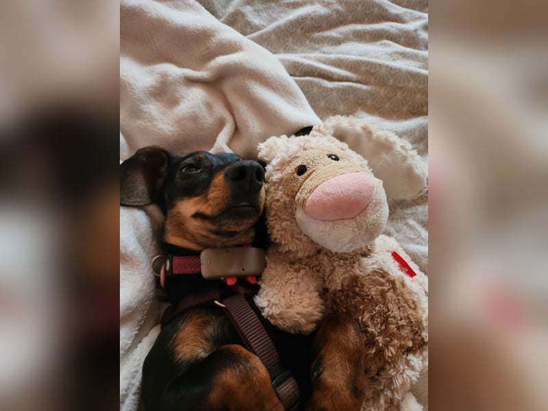 Jenny, Pflegestelle in 76646 Bruchsal