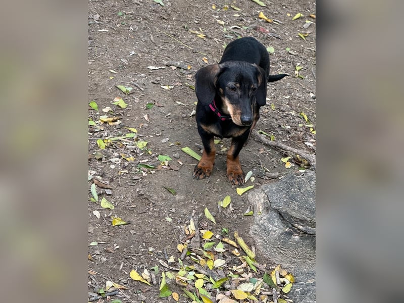 Jenny, Pflegestelle in 76646 Bruchsal