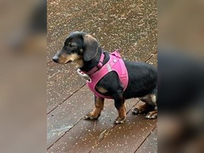 Jenny, Pflegestelle in 76646 Bruchsal